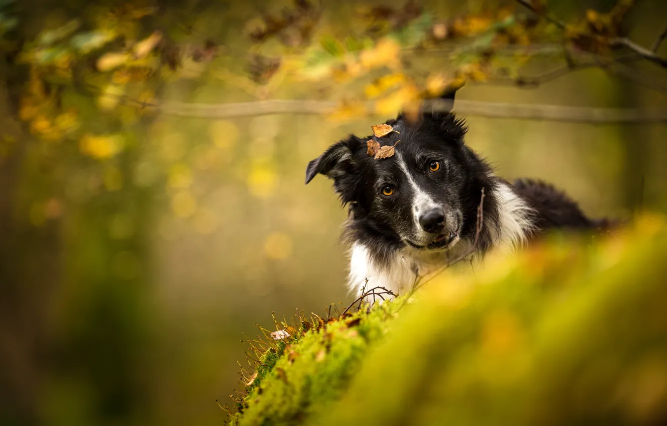 Photo wallpaper autumn, look, nature, background, dog, the border collie