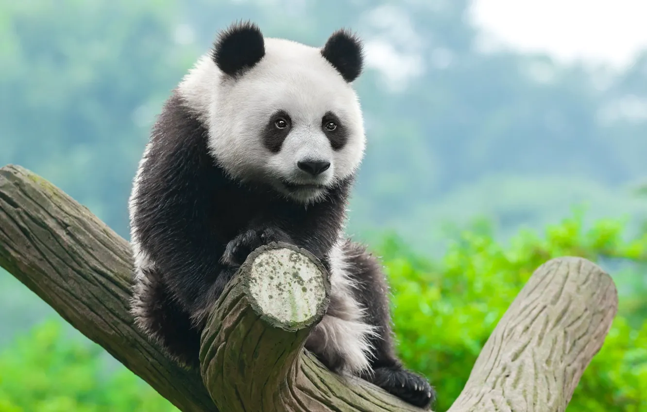 Photo wallpaper China, forest, nature, tiger, tree, eye, panda, carnivore