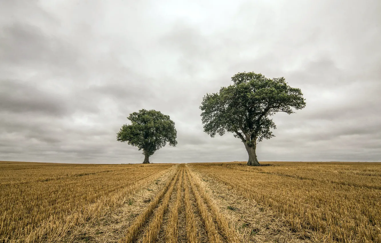 Photo wallpaper field, summer, trees