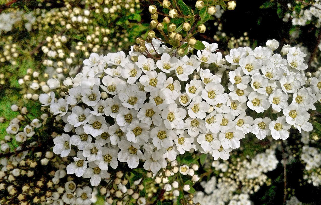 Photo wallpaper plant, Thunberg's Spirea, May 2025