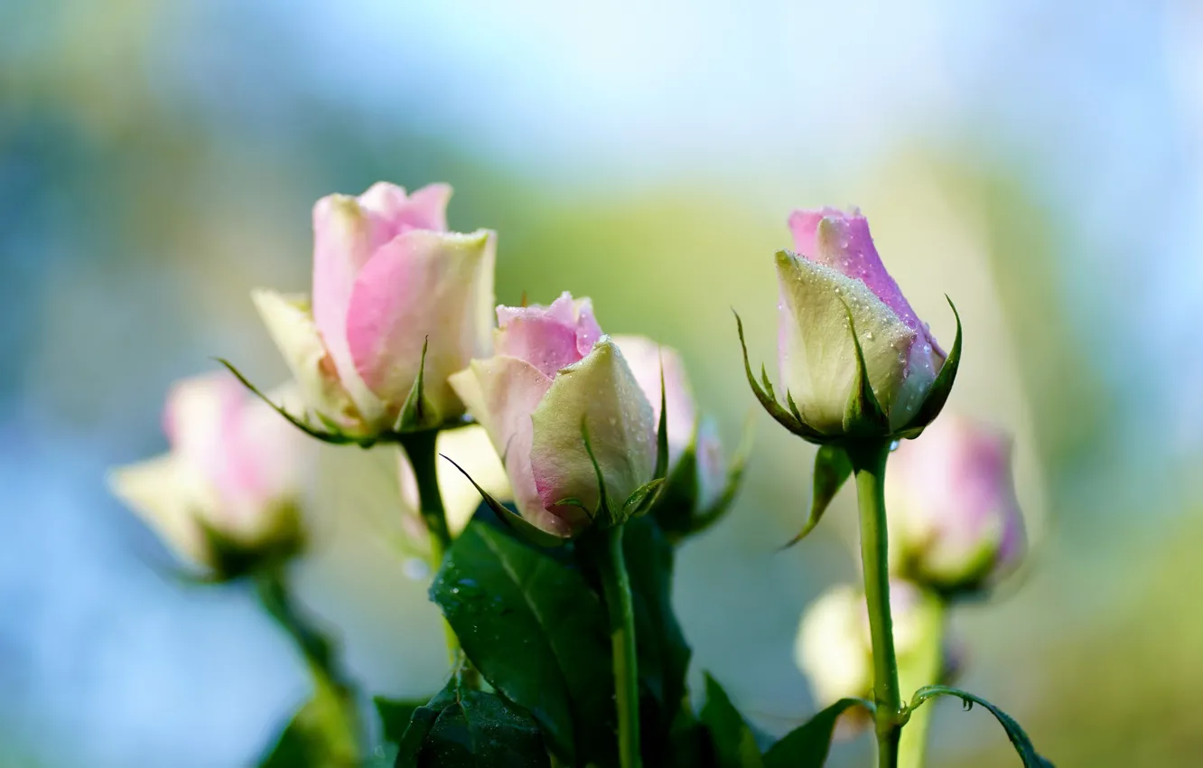 Photo wallpaper drops, background, roses, bouquet, gentle, bokeh, pink and white