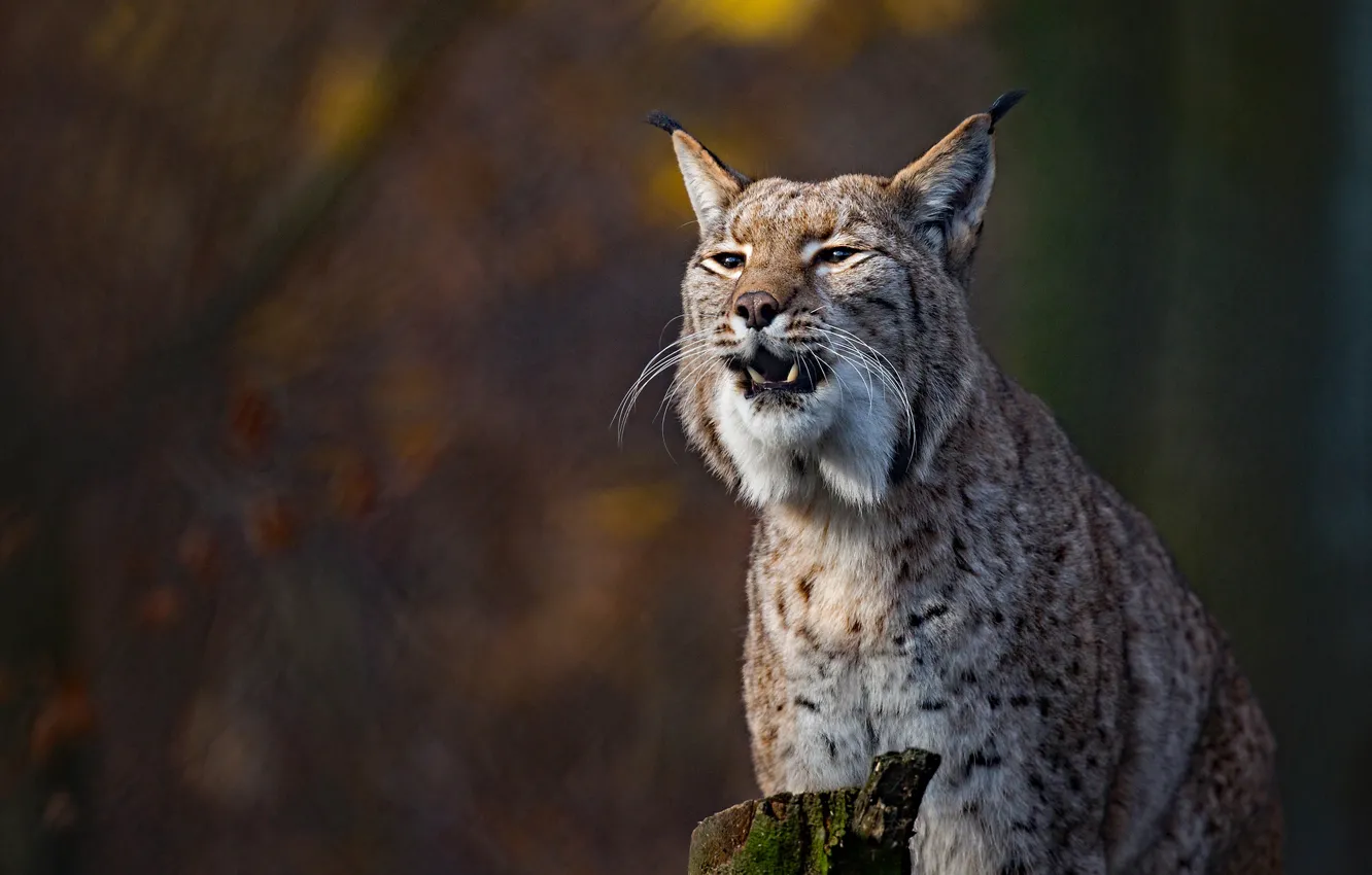 Photo wallpaper background, lynx, wild cat, bokeh