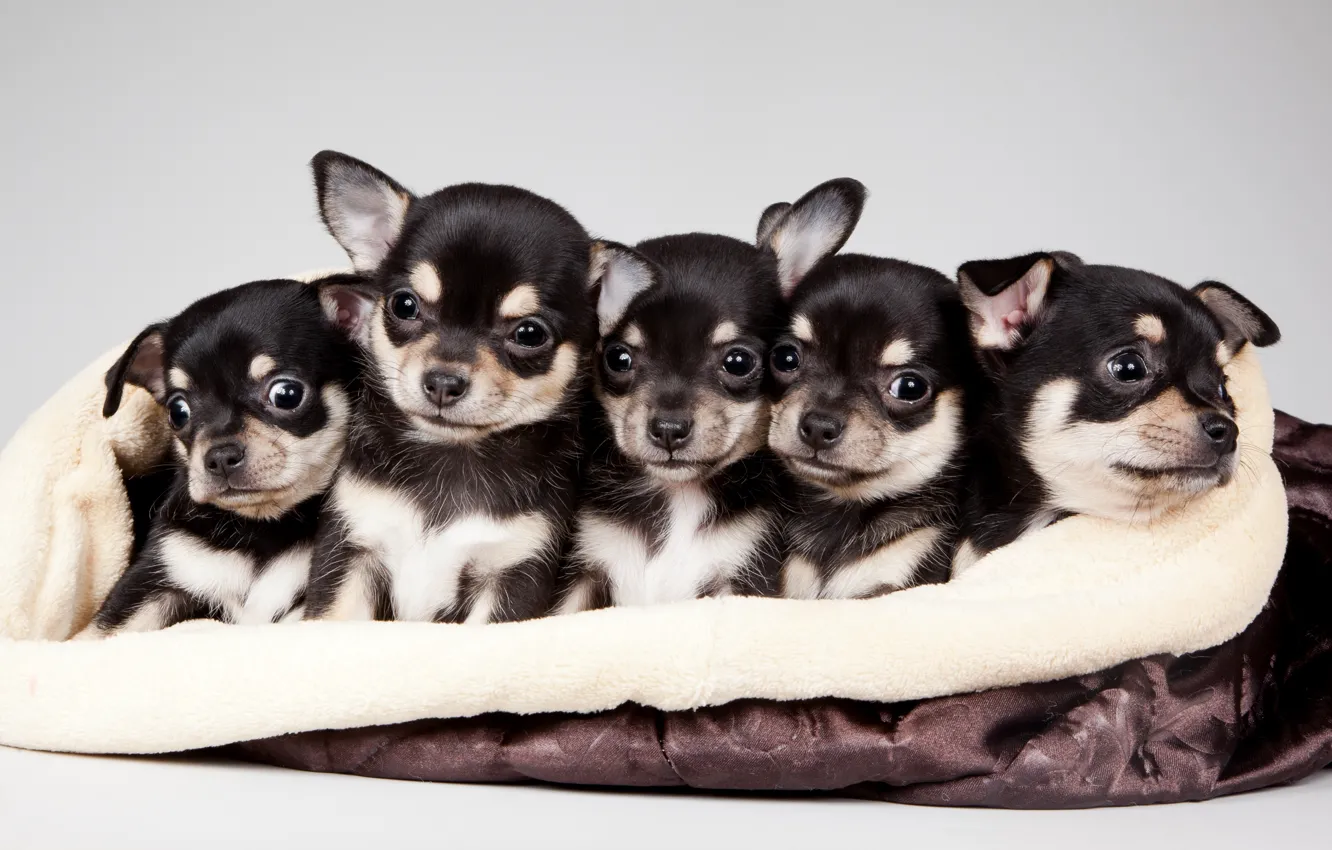 Photo wallpaper sweetheart, puppy, quintet