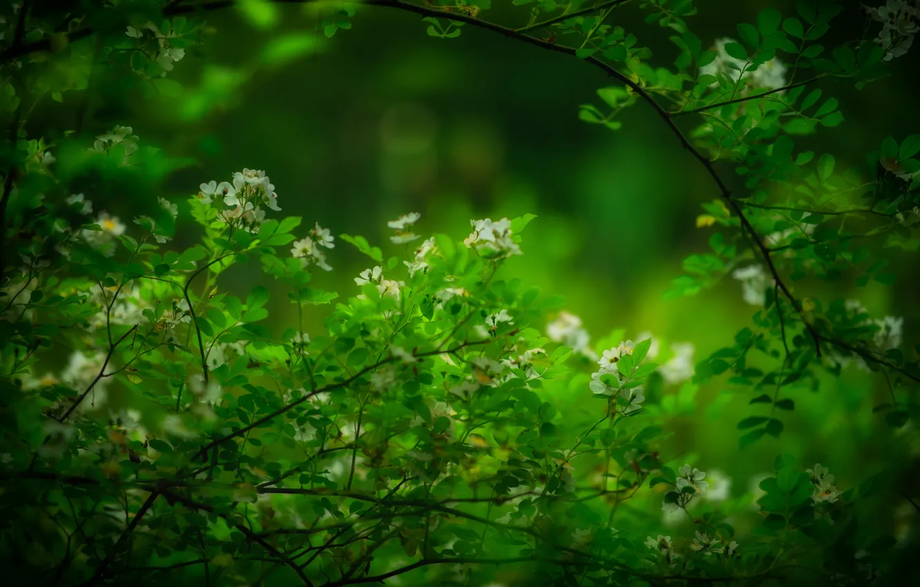 Photo wallpaper greens, branches, briar, flowering, the bushes, flowers