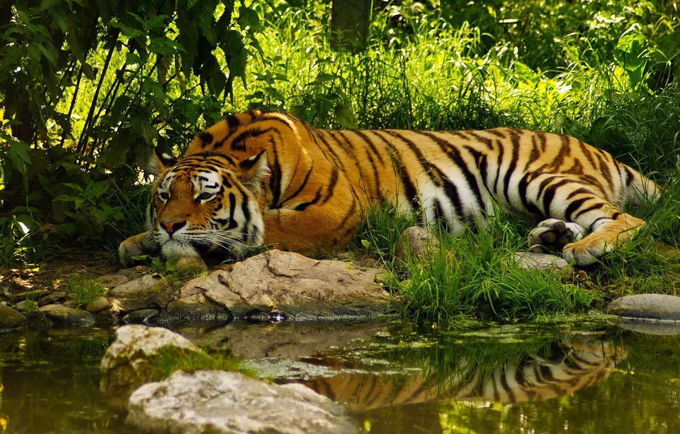 Photo wallpaper summer, water, tiger, jungle, summer, jungle, tiger, water