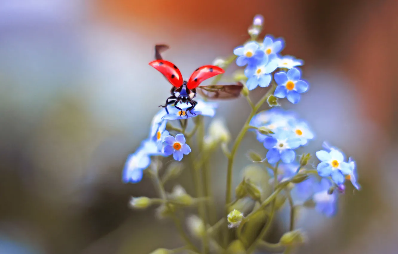 Photo wallpaper macro, flowers, background, ladybug, beetle, insect, forget-me-nots