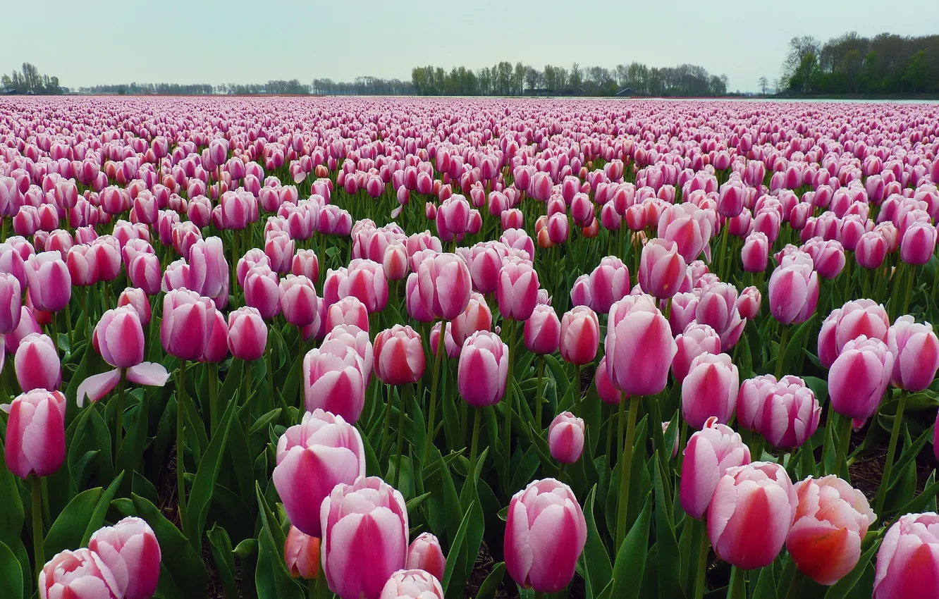 Photo wallpaper field, trees, flowers, spring, tulips, pink, buds, a lot