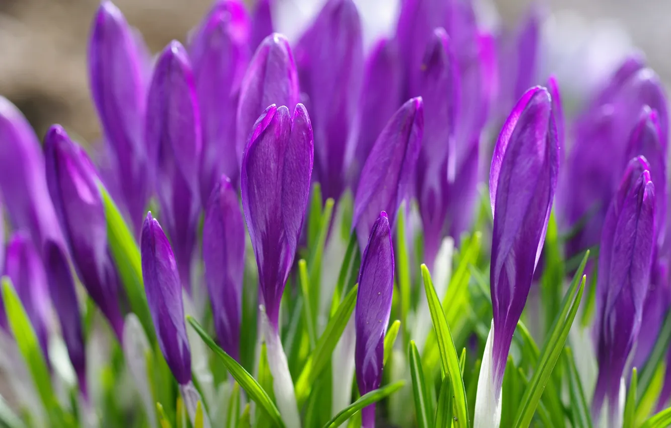 Photo wallpaper grass, flowers, spring, purple, crocuses