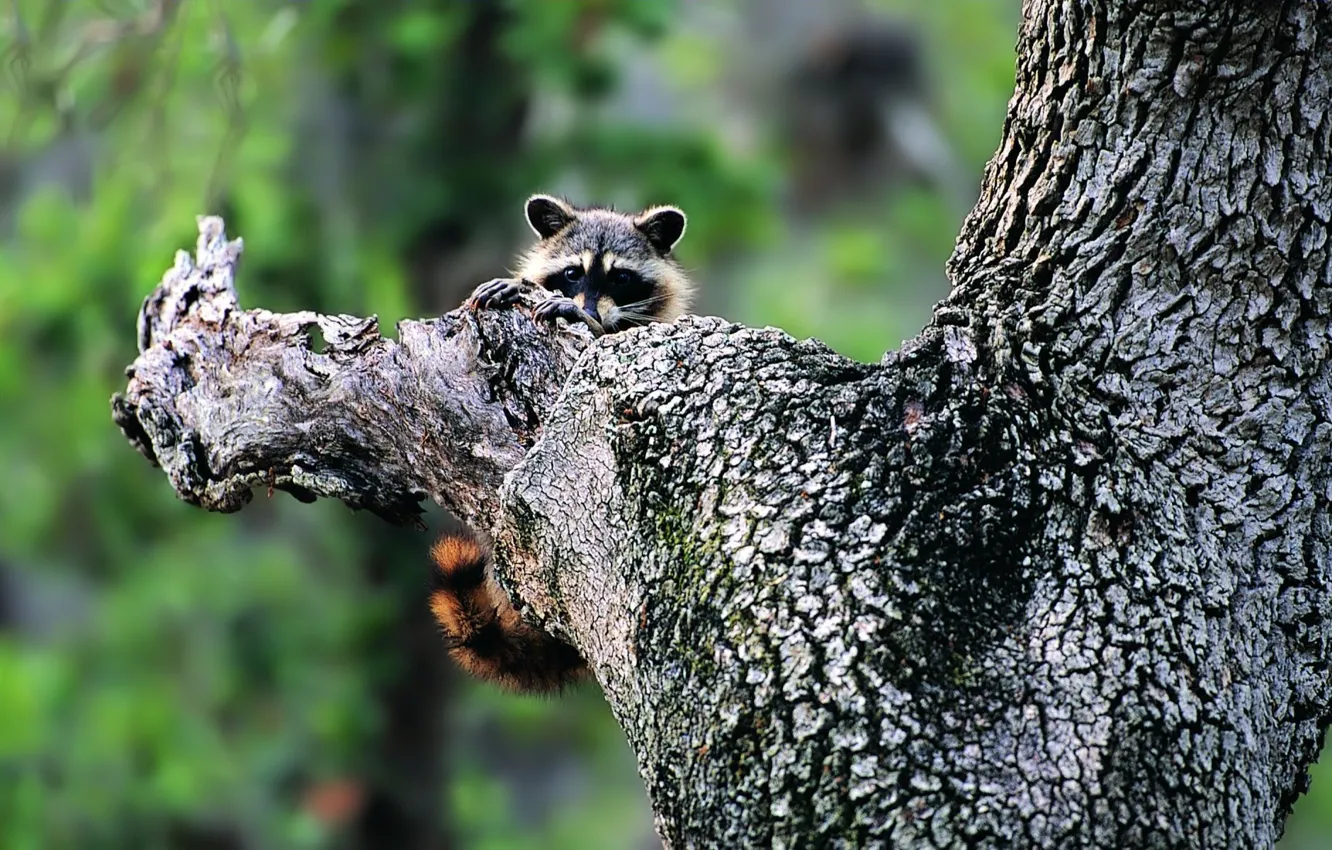Photo wallpaper trees, nature, animal, raccoon, greens.