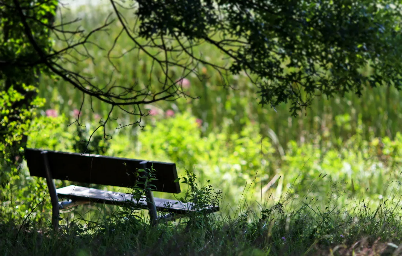 Photo wallpaper summer, nature, bench