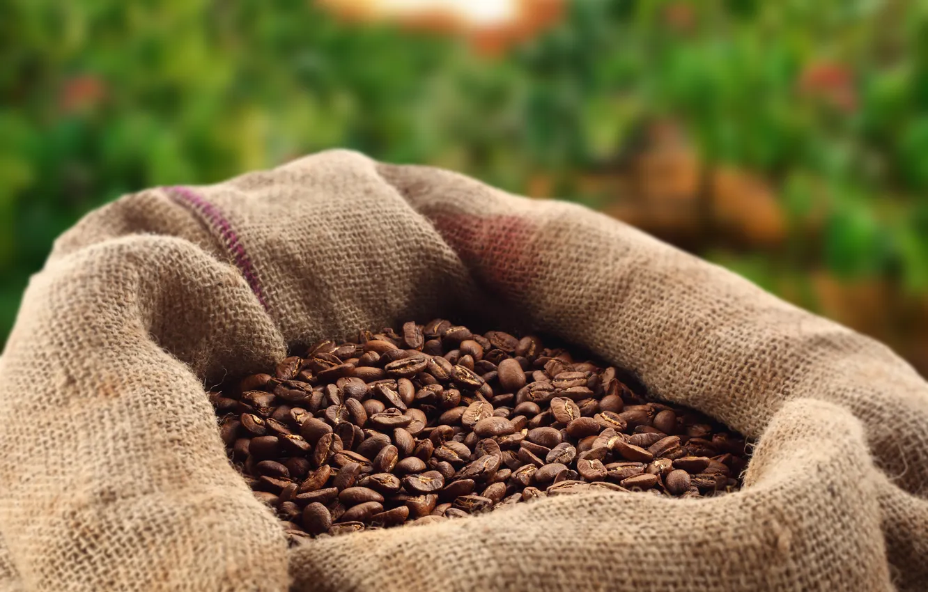 Photo wallpaper greens, coffee, grain, bag, bokeh