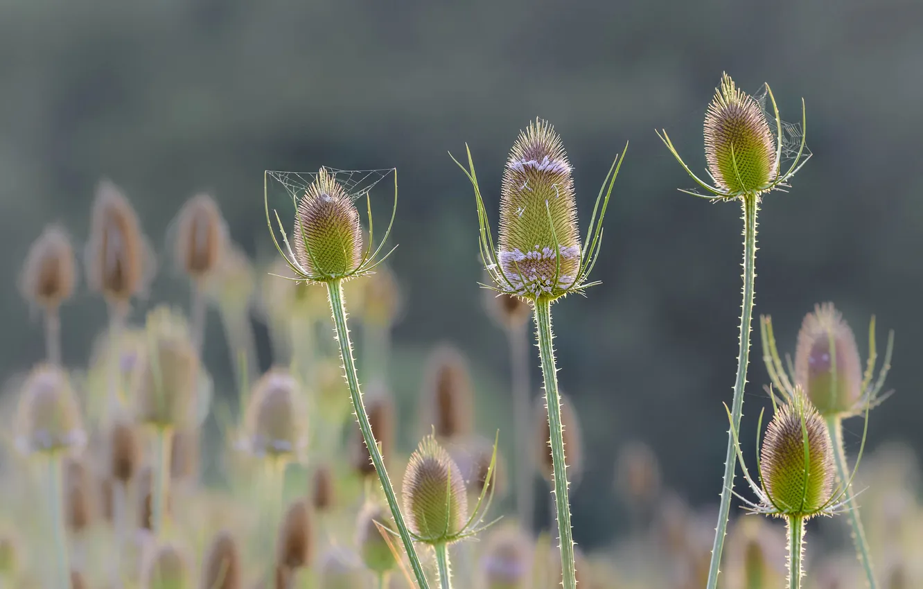 Photo wallpaper field, flowers, stem, meadow