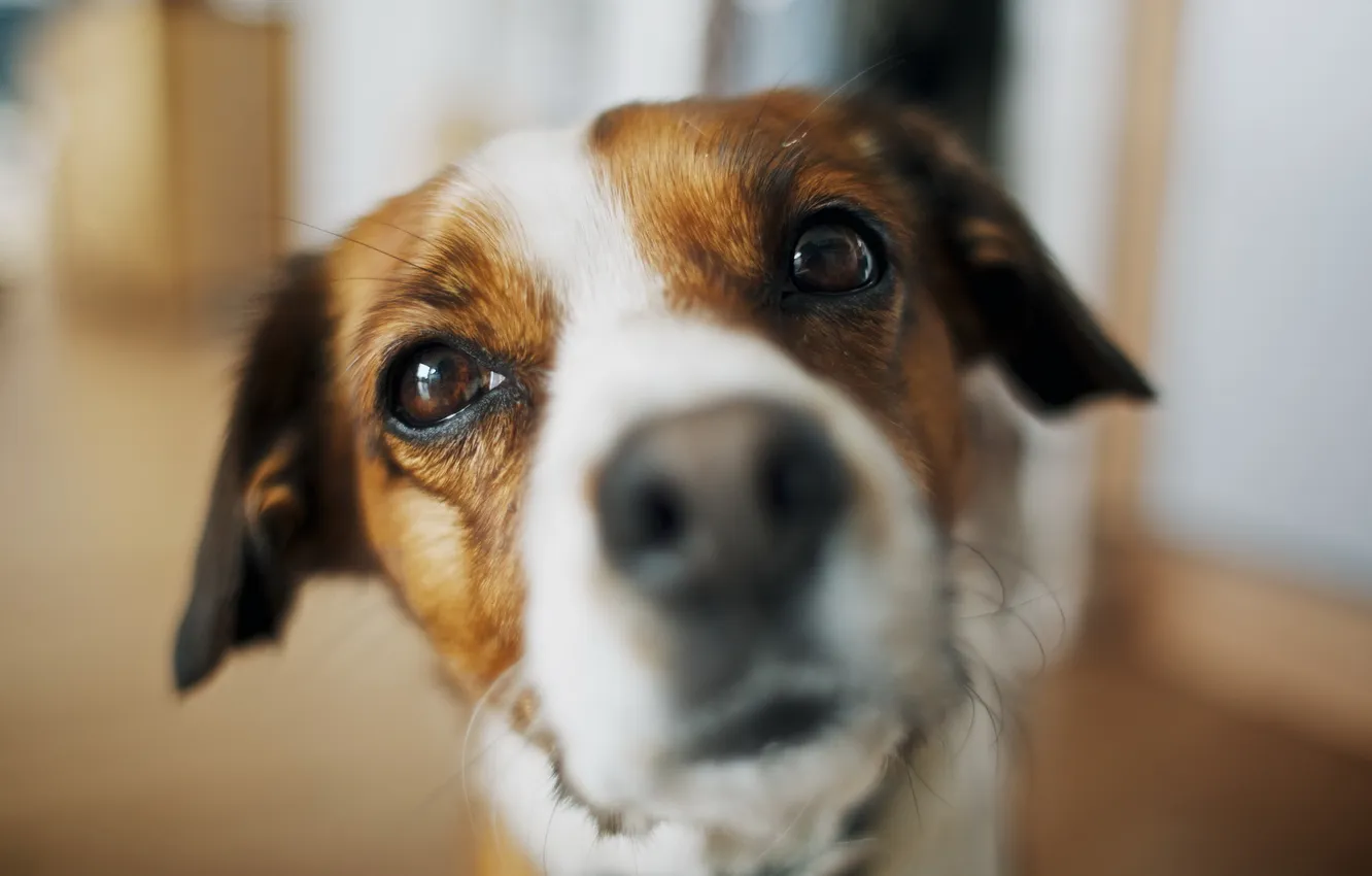 Photo wallpaper look, each, dog