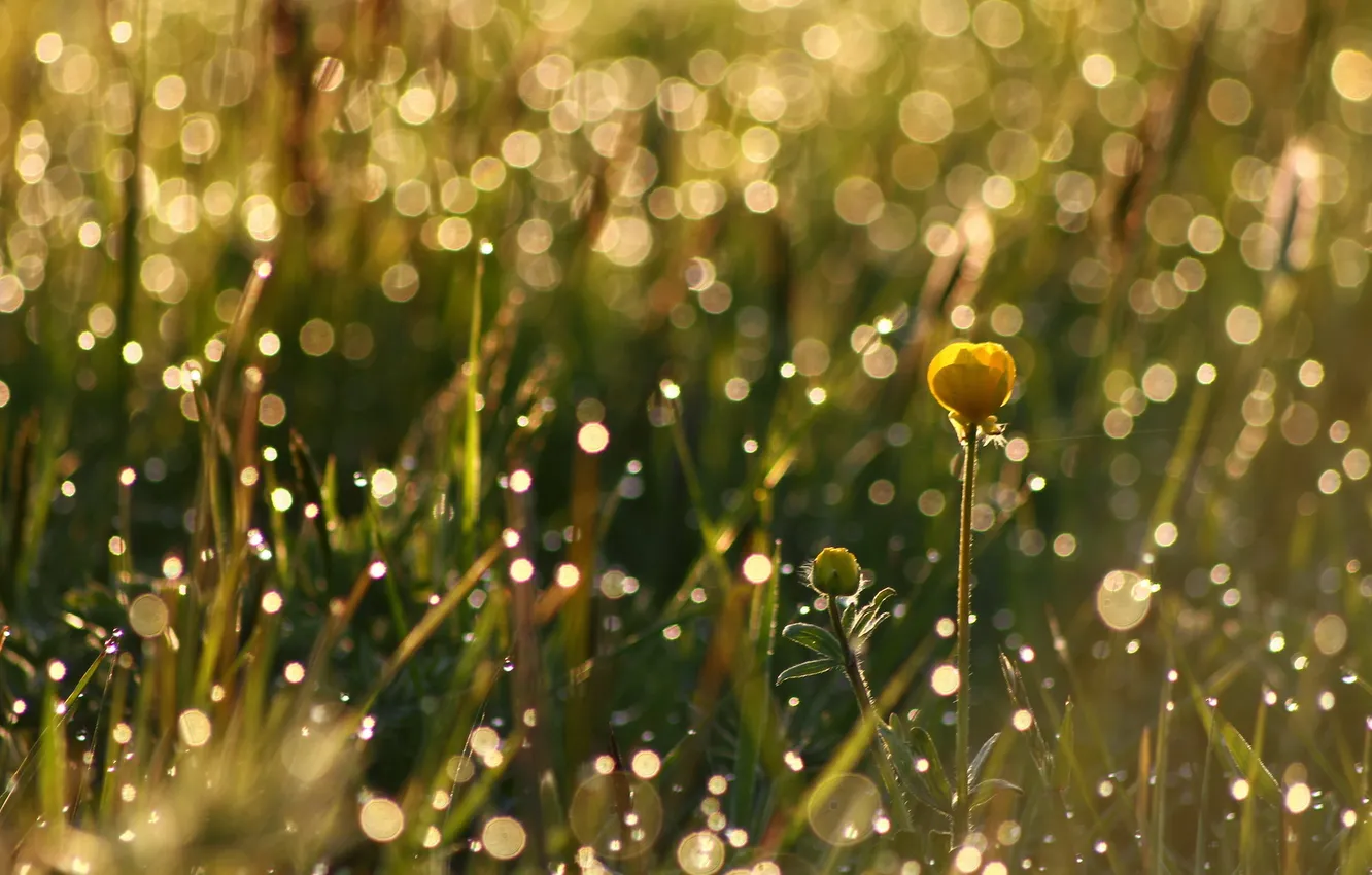 Photo wallpaper grass, flowers, nature