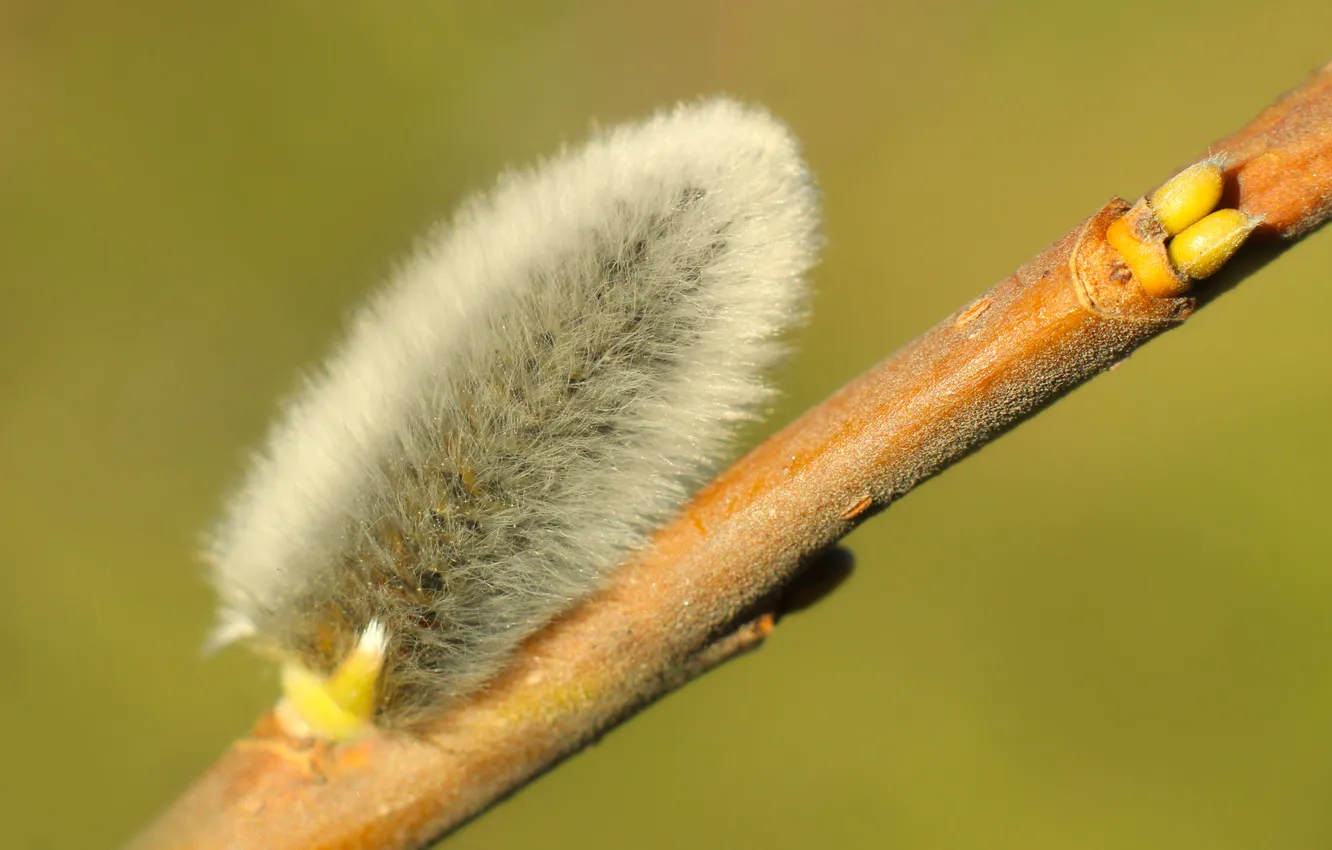 Photo wallpaper spring, twig, base kitten