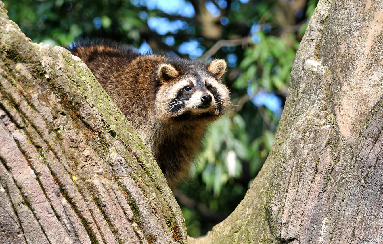 Photo wallpaper look, trees, raccoon, face