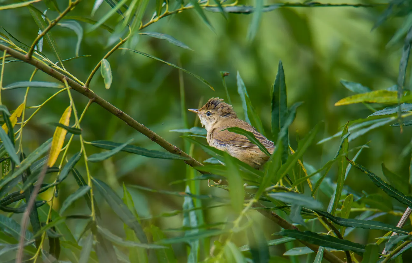 Photo wallpaper bird, Warbler, photohunt
