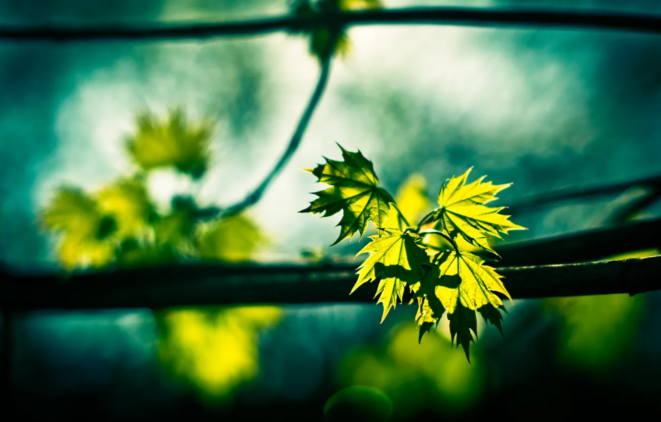 Photo wallpaper greens, leaves, branches, nature, maple