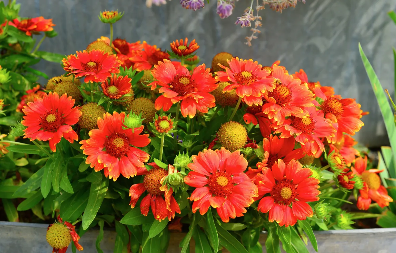 Photo wallpaper leaves, petals, garden, yard, flowerbed