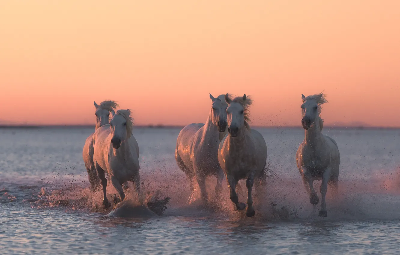 Photo wallpaper water, sunset, squirt, horses, horse, running