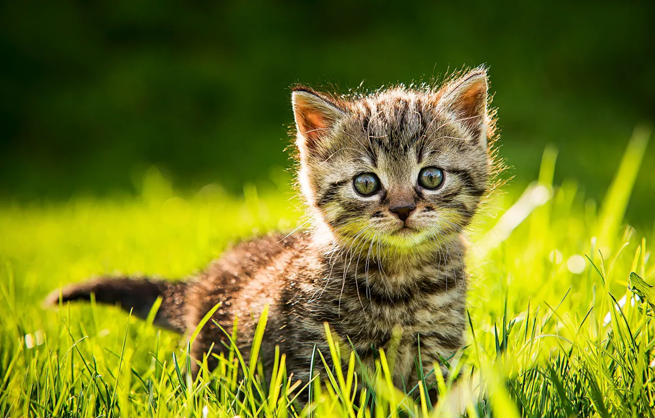 Photo wallpaper cat, summer, grass, look, light, grey, glade, baby