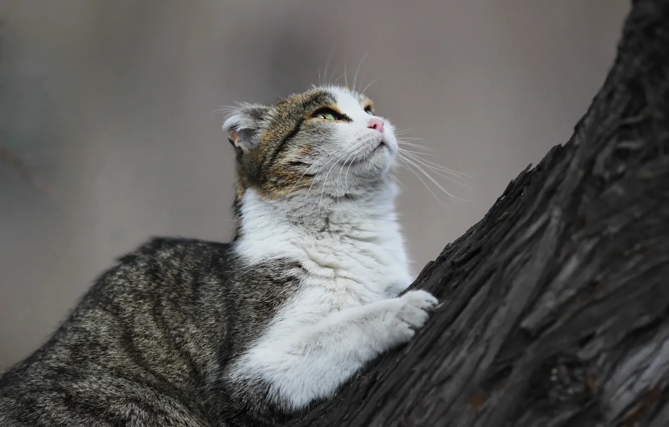 Photo wallpaper cat, look, tree