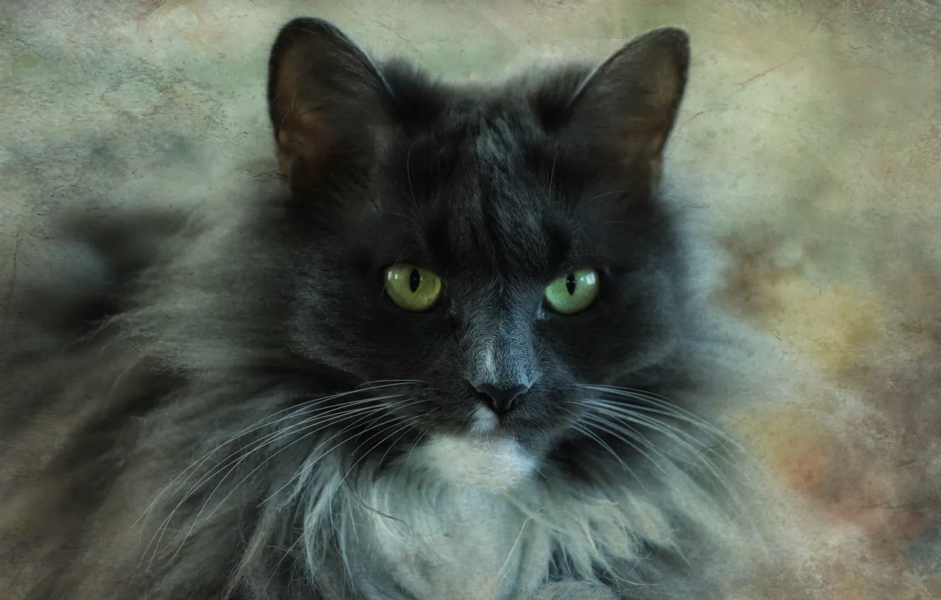 Photo wallpaper cat, cat, look, face, grey, portrait, fluffy