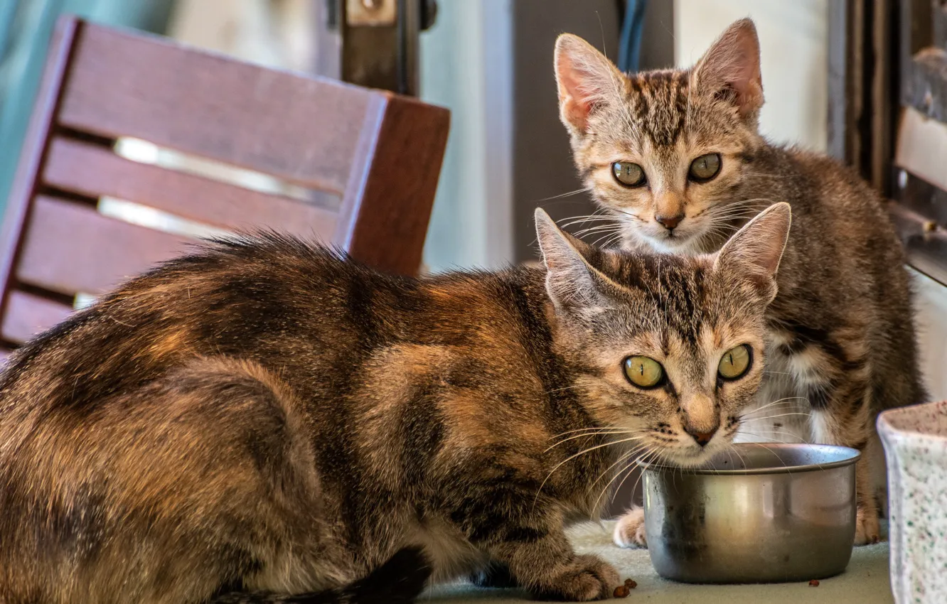 Photo wallpaper cat, cat, look, face, pose, two, pair, bowl