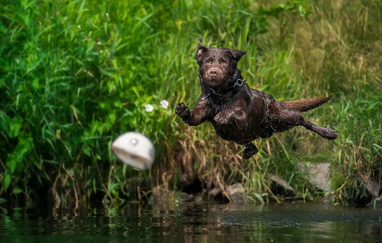 Photo wallpaper water, squirt, jump, the ball, dog, Labrador Retriever