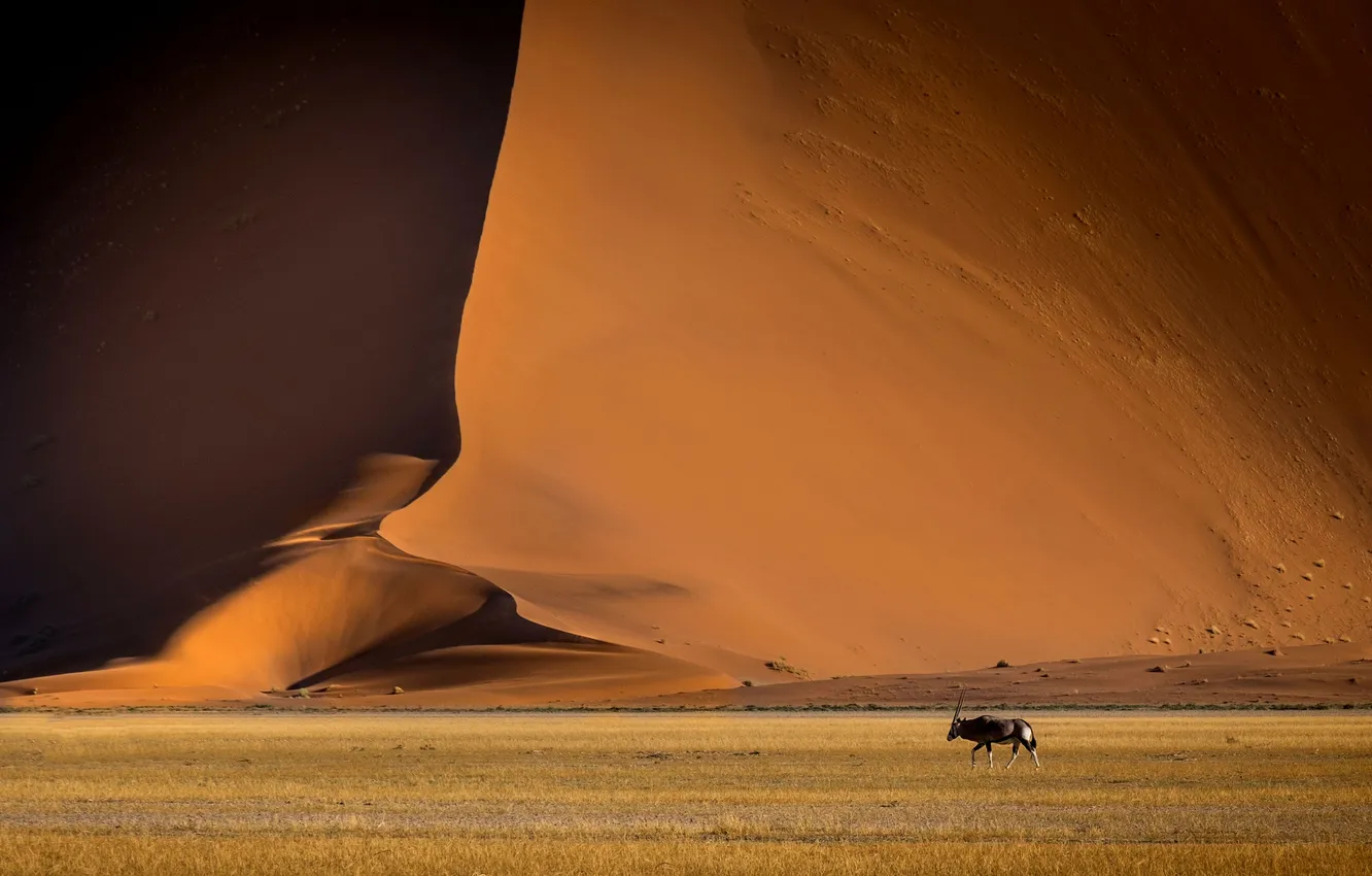 Photo wallpaper sand, desert, Africa, Namibia, Sossusvlei, Nadezhda Demkina, Oryx and Dune
