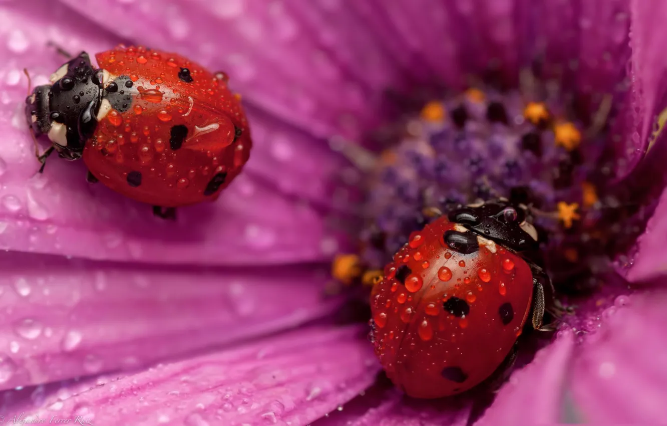 Photo wallpaper drops, Rosa, ladybug, beetle, insect