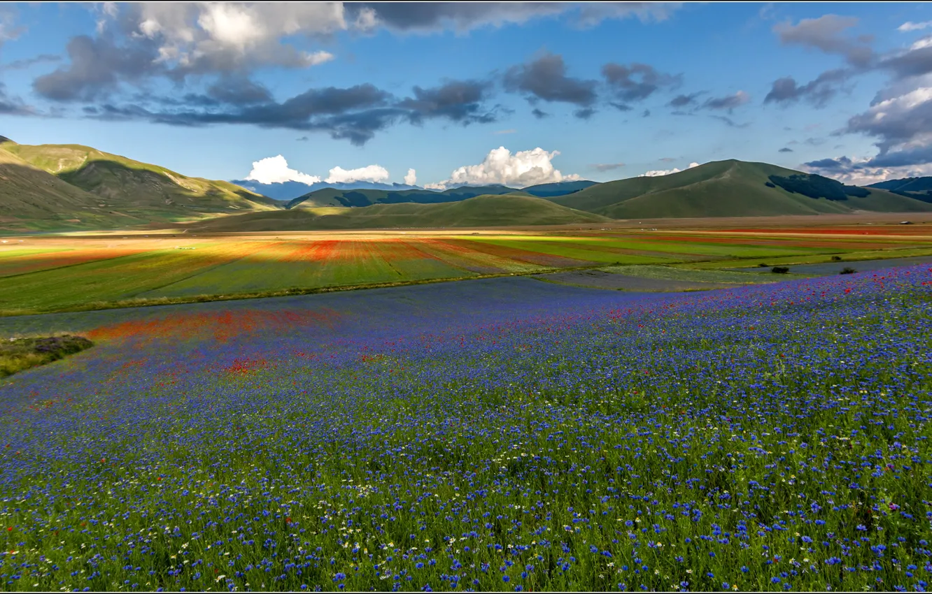 Photo wallpaper field, the sky, flowers, mountains, meadow, Italy