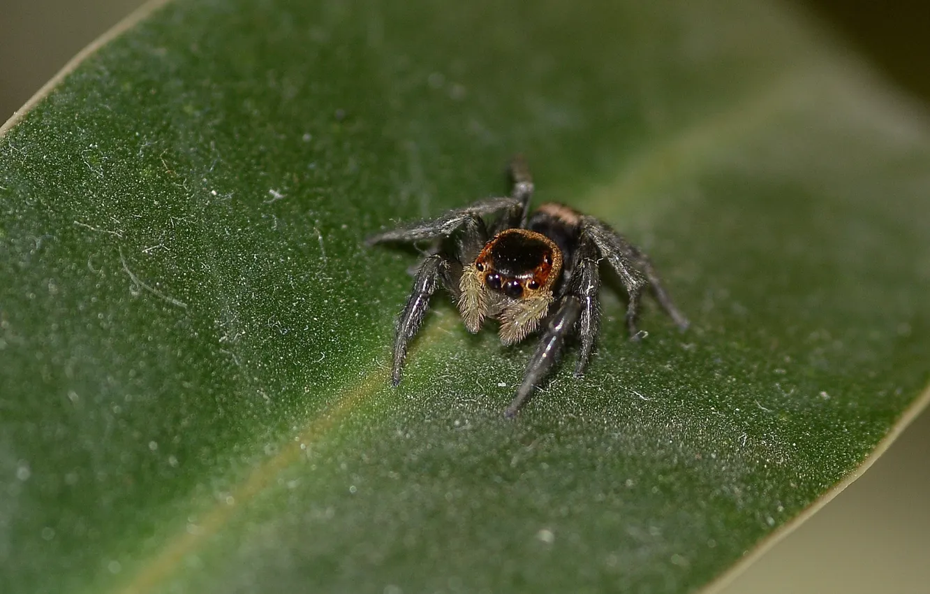 Photo wallpaper eyes, sitting, jumper, spider