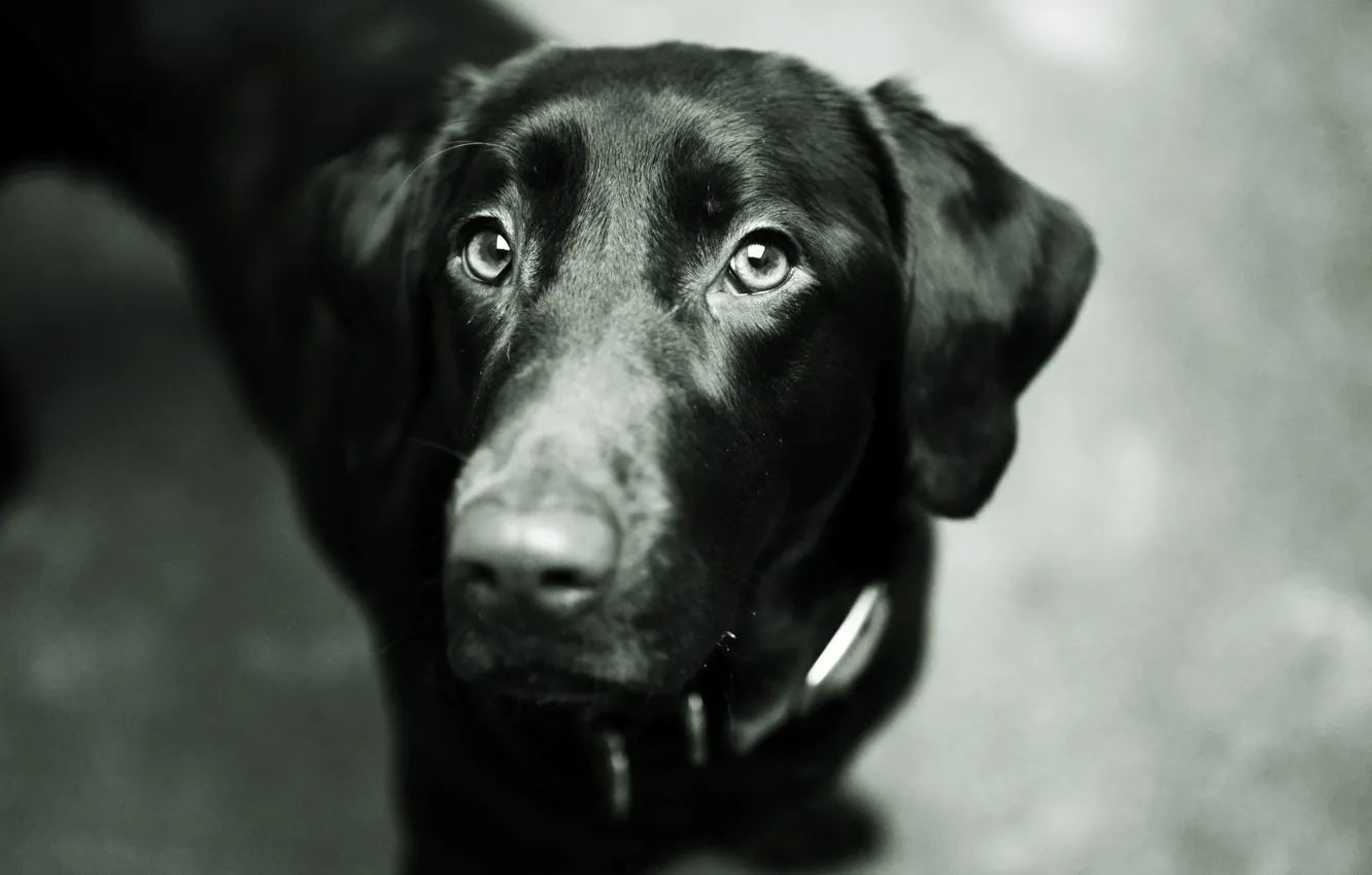 Photo wallpaper eyes, face, black, dog, nose, dog, Labrador Retriever