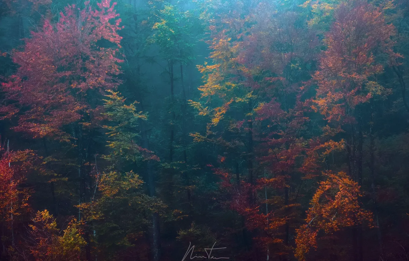Photo wallpaper autumn, forest, trees, nature, paint, haze
