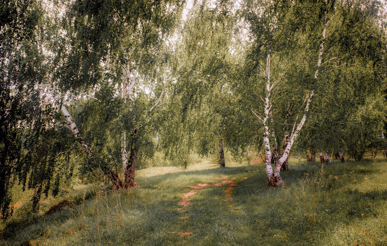 Photo wallpaper summer, trees, landscape, nature, track, birch