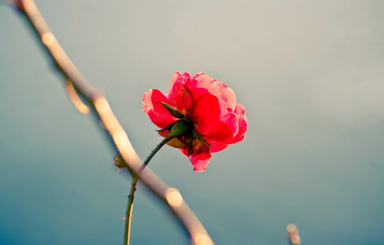 Photo wallpaper loneliness, rose, beauty, perfectionism