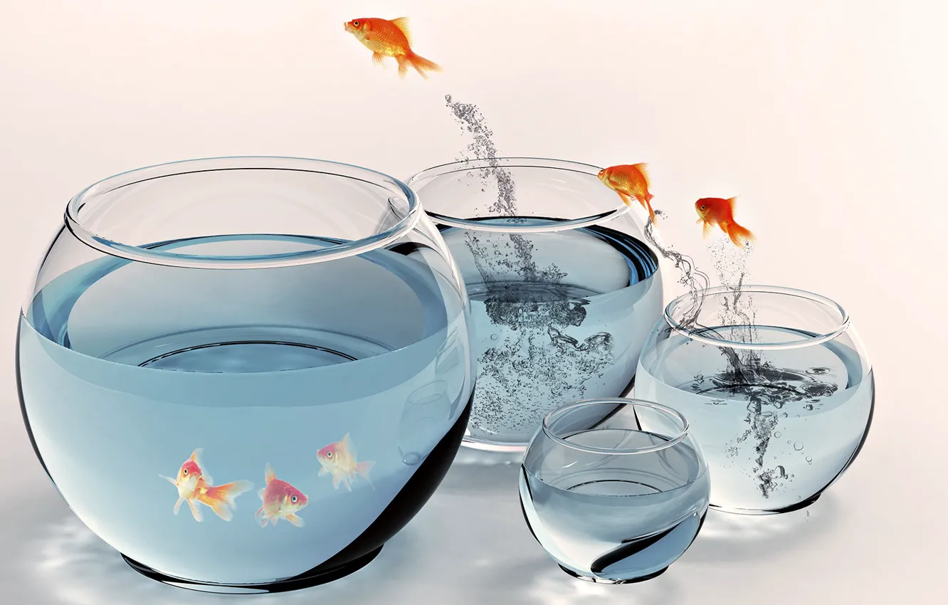 Photo wallpaper fish, flight, dimensions, aquariums