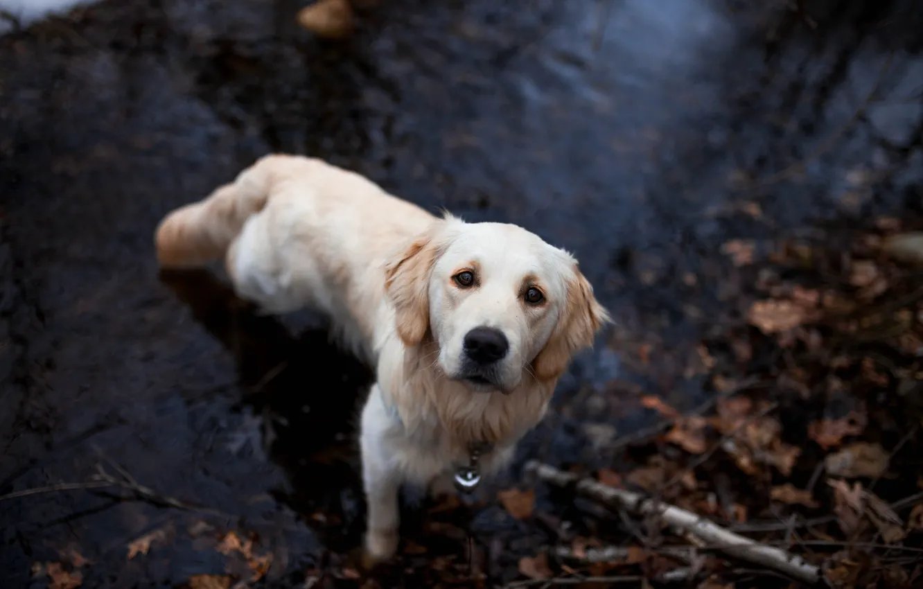Photo wallpaper look, nature, pose, dog, face, Retriever