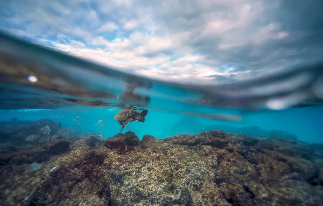 Photo wallpaper the sky, clouds, rocks, turtle, fish, under water, reef, over the water