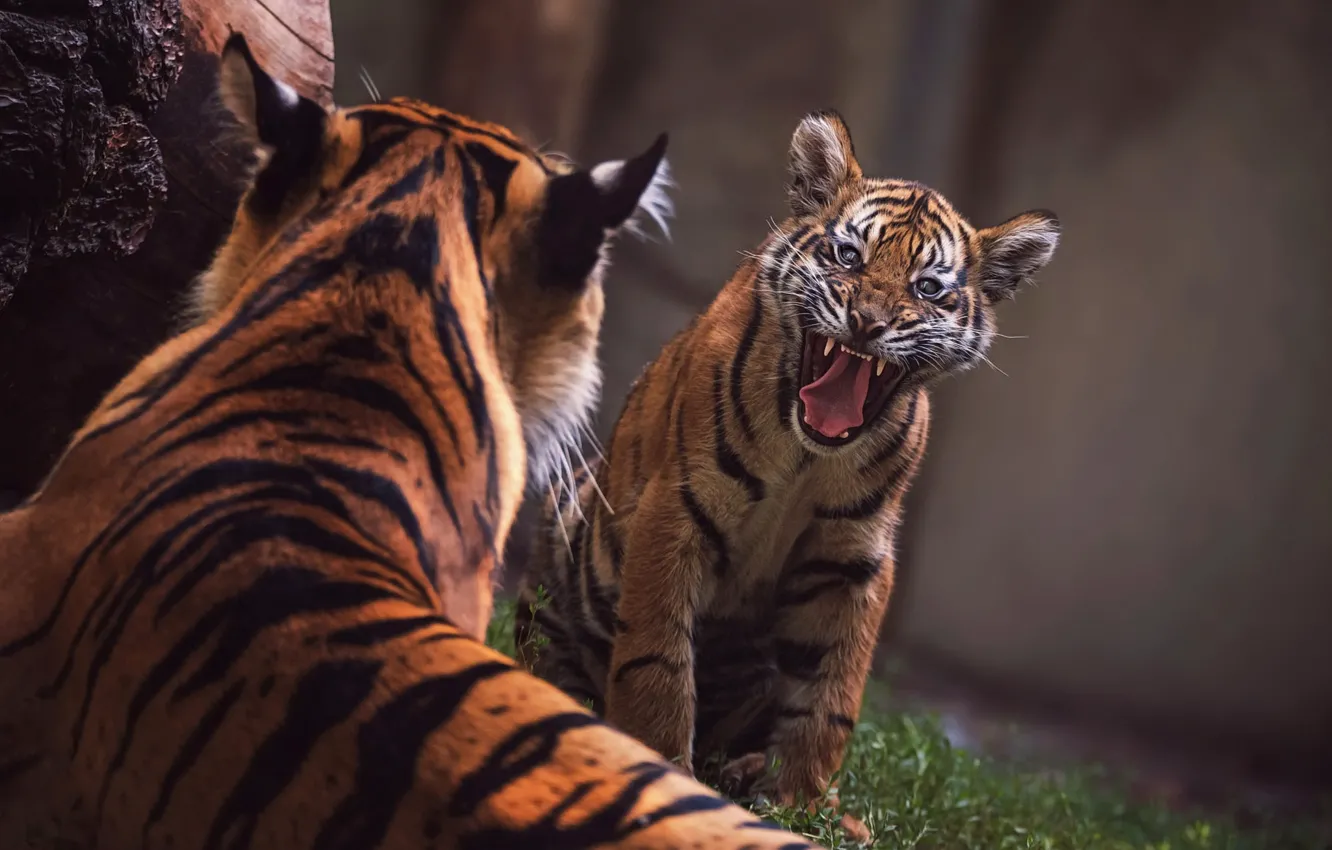 Photo wallpaper unhappy, mouth, face, tiger, back, growls, fangs, language