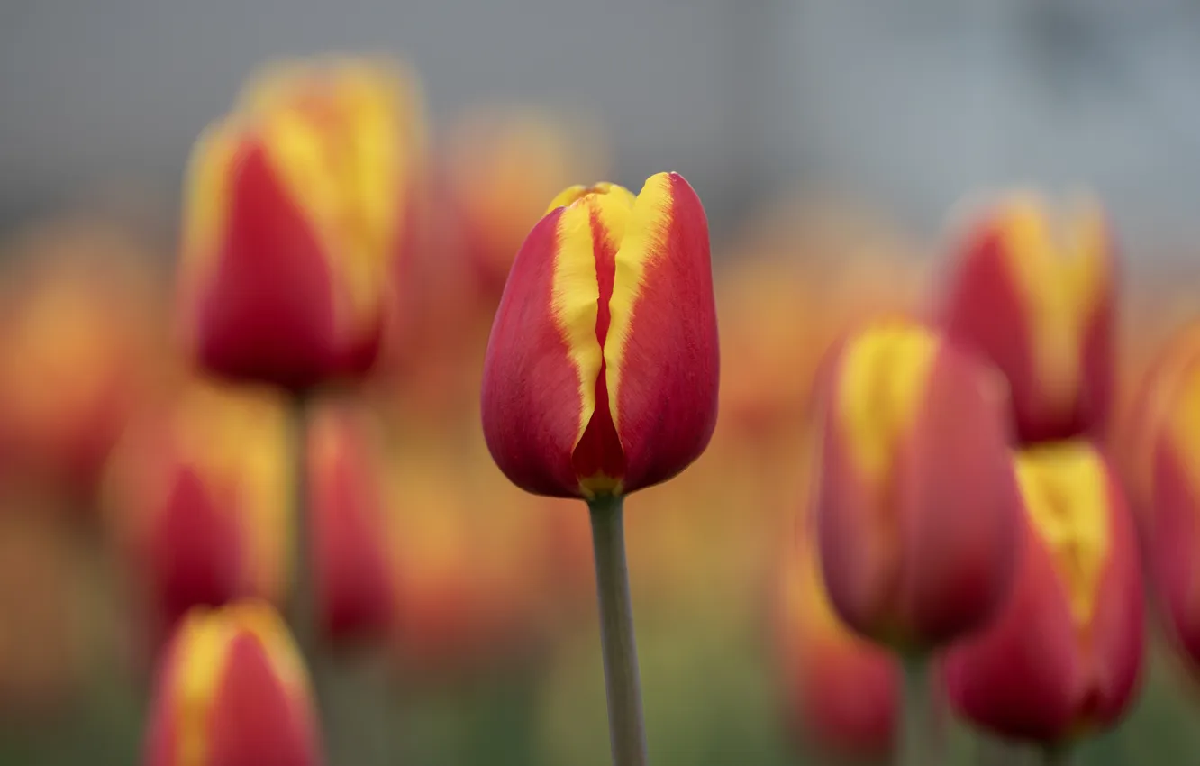 Photo wallpaper flowers, blur, spring, tulips, buds, bokeh, red-yellow