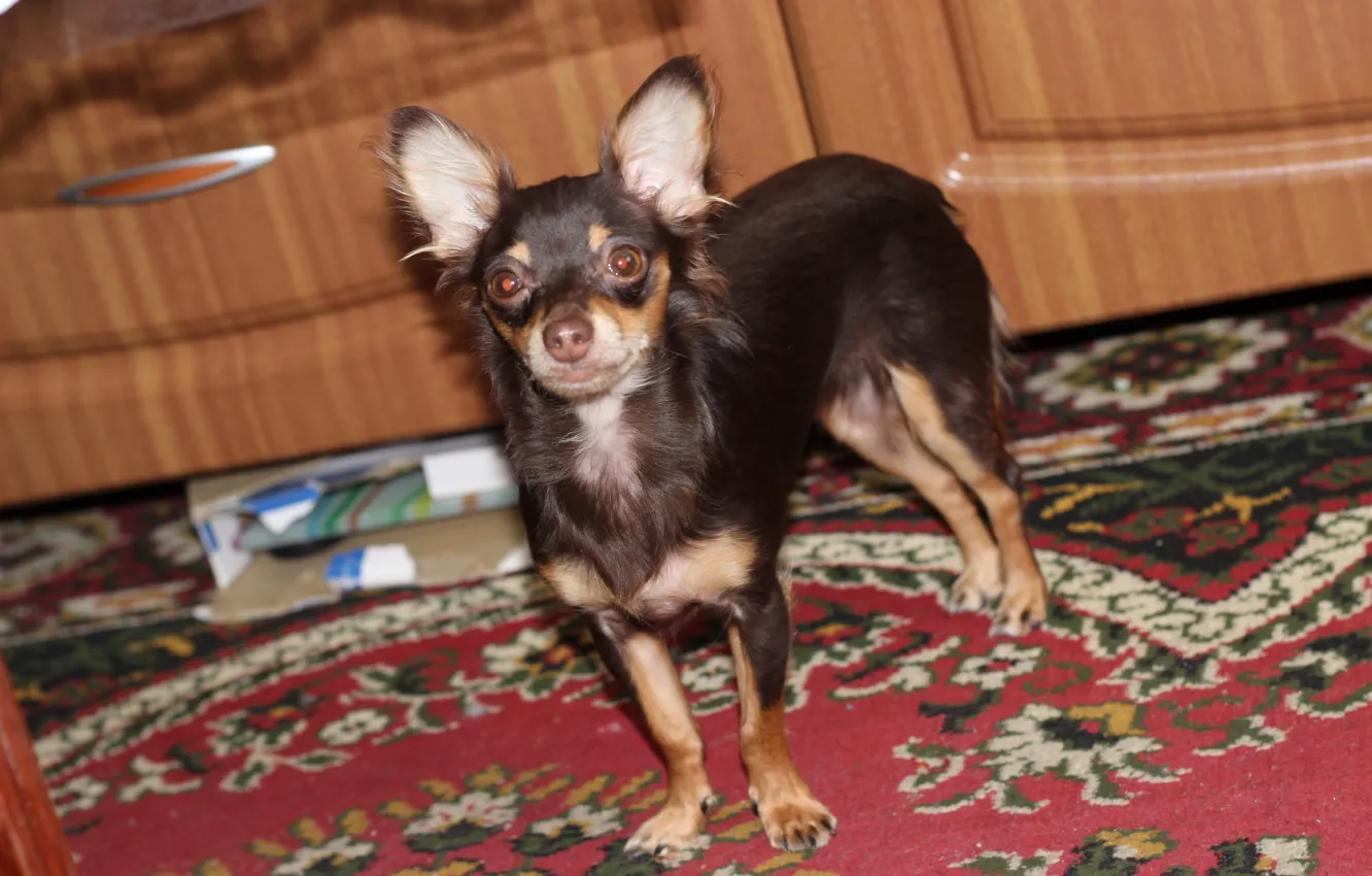 Photo wallpaper baby, toy Terrier, Vasilisa