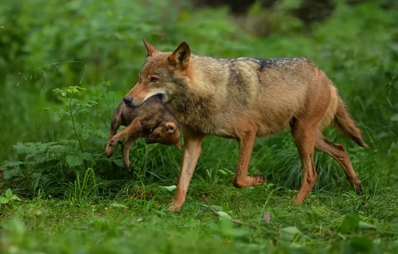 Photo wallpaper greens, grass, nature, wolf, puppy, cub, wolf, the cub