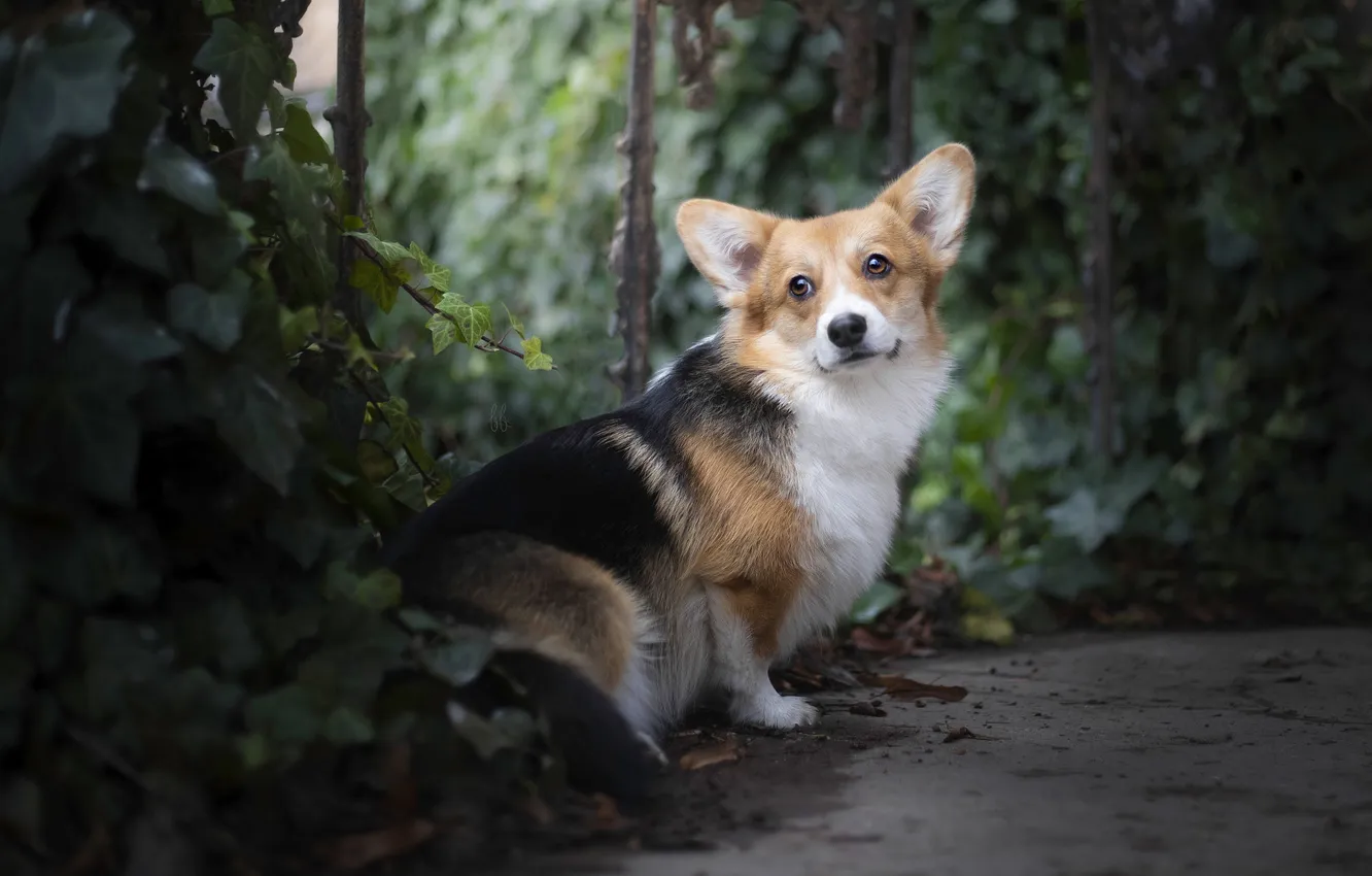 Photo wallpaper look, nature, pose, dog, face