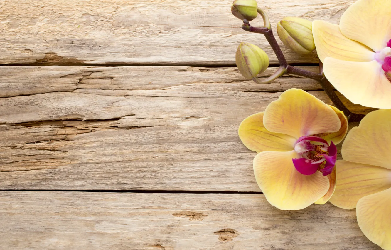 Photo wallpaper wood, Orchid, flowers, orchid