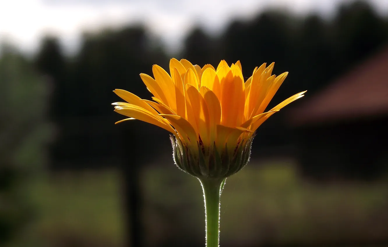 Photo wallpaper flowers, petals, stem
