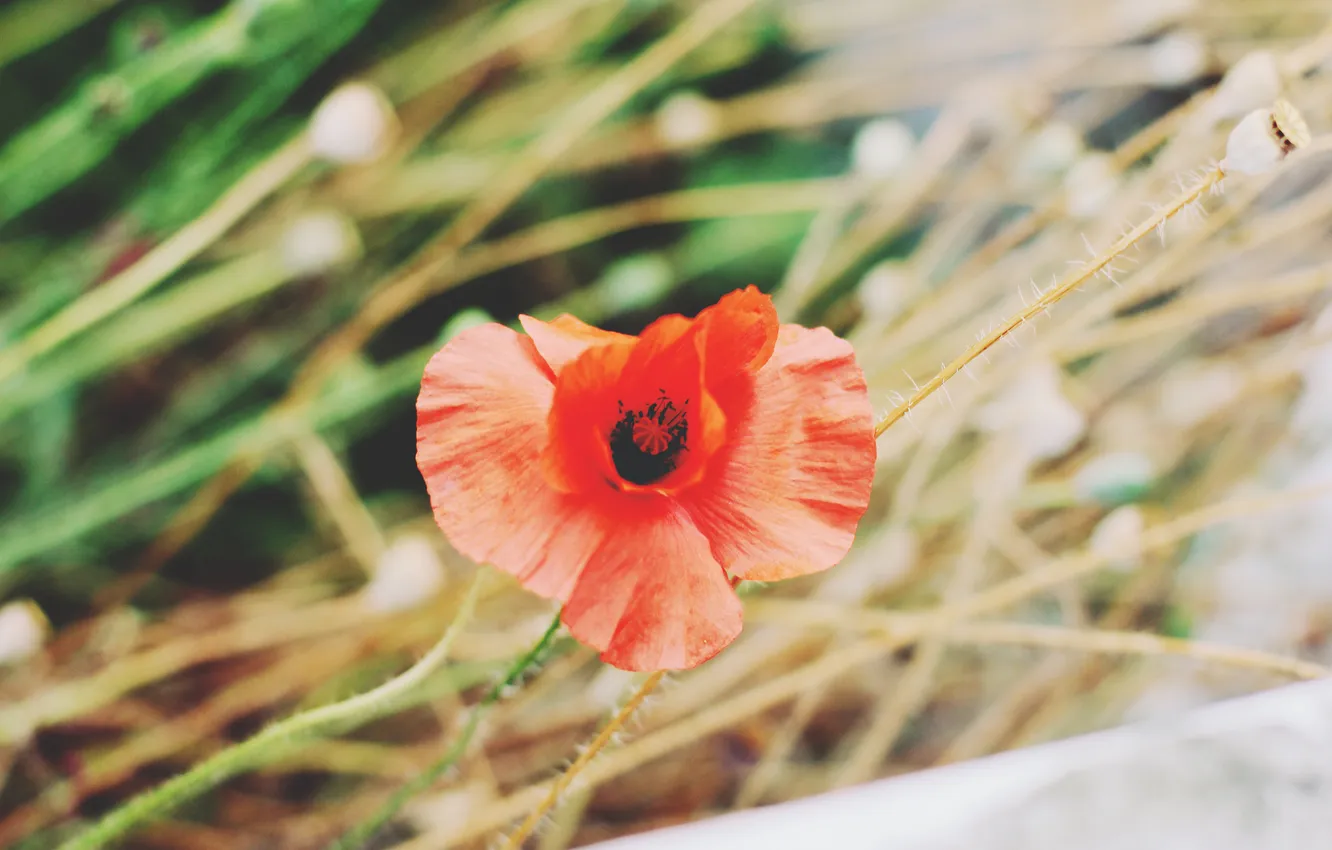 Photo wallpaper flowers, red, Mac, petals