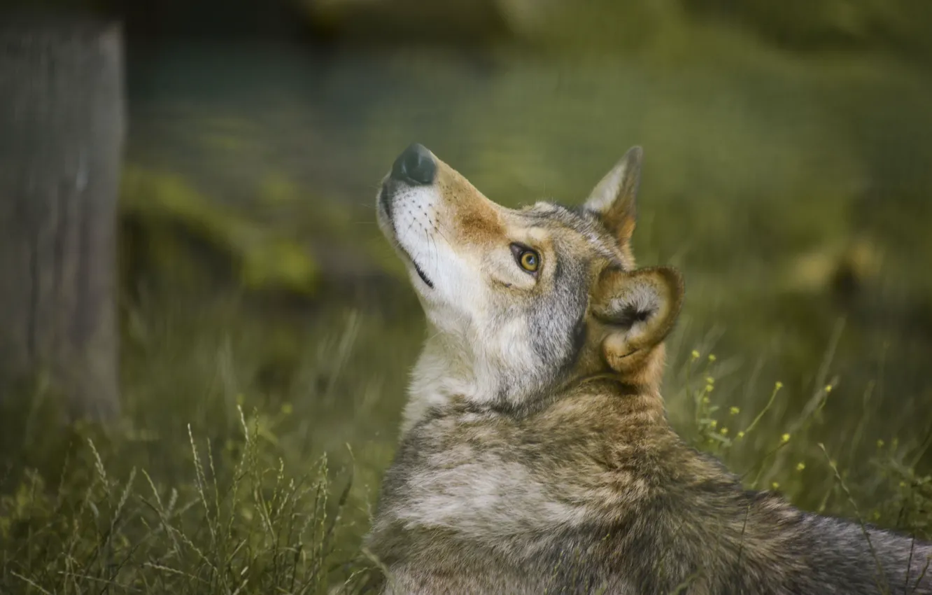 Photo wallpaper nature, wolf, by Lakela