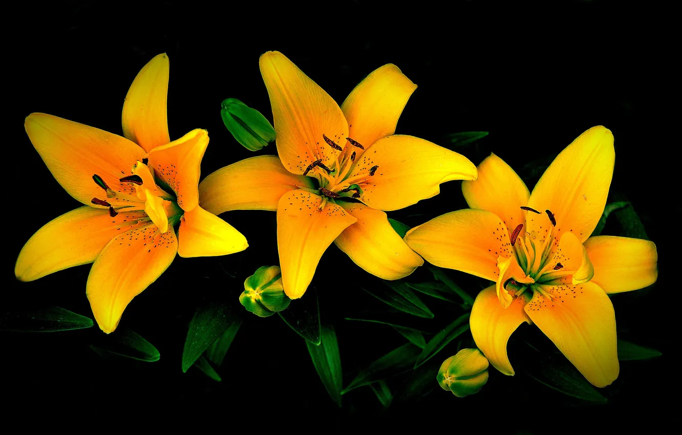 Photo wallpaper leaves, flowers, Lily, petals